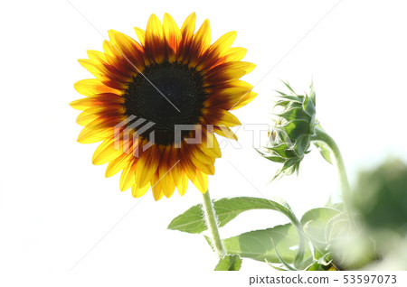 Solar Power Sunflower 53597073