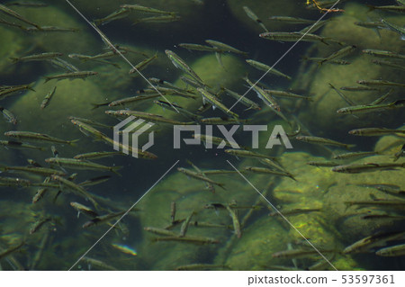 Small fish fish river underwater swarm environment water quality Gifu a lot Small fish fish river underwater swarm environment water quality Gifu a lot 53597361