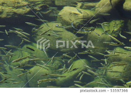Small fish fish river underwater swarm environment water quality Gifu a lot 53597366