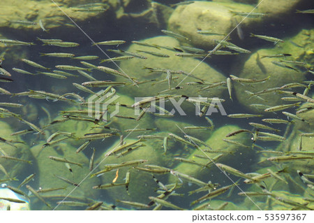 Small fish fish river underwater swarm environment water quality Gifu a lot 53597367