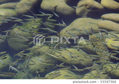 小魚魚河水下群環境水質岐阜很多 小魚魚河水下群環境水質岐阜很多 53597368
