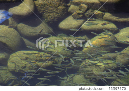 Small fish fish river underwater swarm environment water quality Gifu a lot 53597370