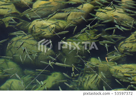Small fish fish river underwater swarm environment water quality Gifu a lot 53597372