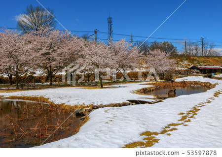 ■花谷■櫻花■雪■蓮花■山梨縣尼崎市Anayama Town■罕見的照片 53597878