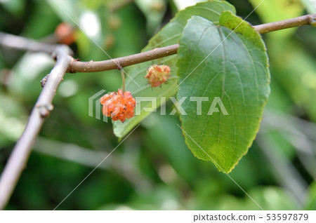 Cruciferous fruit 53597879
