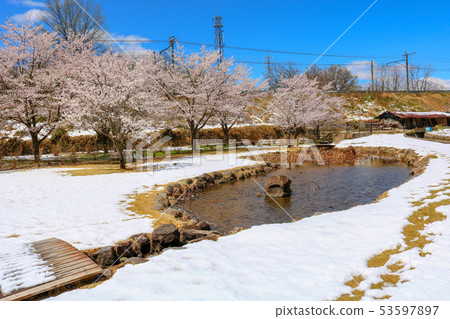 ■花谷■櫻花■雪■蓮花■山梨縣尼崎市Anayama Town■罕見的照片 53597897