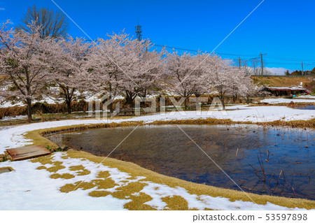 ■花谷■櫻花■雪■蓮花■山梨縣尼崎市Anayama Town■罕見的照片 ■花谷■櫻花■雪■蓮花■山梨縣尼崎市Anayama Town■罕見的照片 53597898