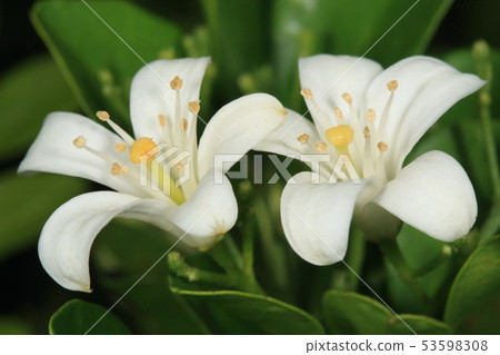 Nature Plants Get it, flowers are beautiful and fruits are edible. The leaves are herbs and it seems to have various medicinal effects 53598308
