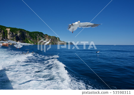[Hokkaido] Feeding seagulls (Shakotan) 53598311
