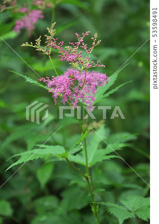 Kyokanoko之花 53598491