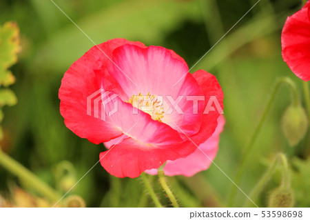 Poppy of "Kurihama Flower Country" in Yokosuka City 53598698