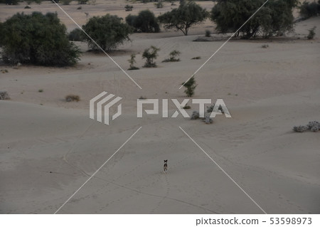 A stray dog walking through the dunes of the village of Jaisalmer Coulee in Rajasthan, India 53598973