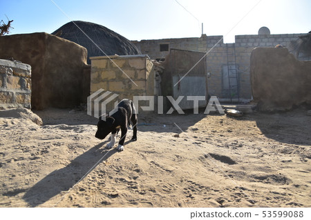 在Jaisalmer，印度的Cooley村莊有磚和泥和逗人喜愛的小狗的傳統房子 53599088