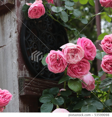 粉紅色的玫瑰 53599098