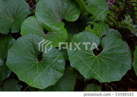 Tsuwabuki Tsuwabuki 53599183