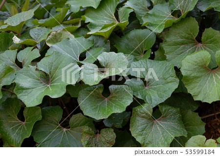 Tsuwabuki Tsuwabuki 53599184