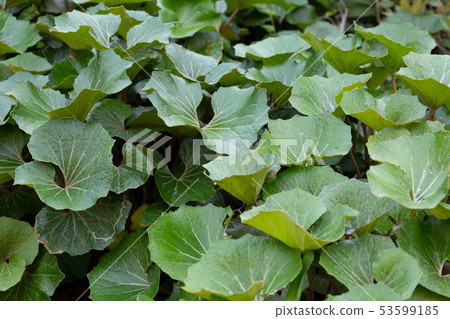 Tsuwabuki Tsuwabuki 53599185