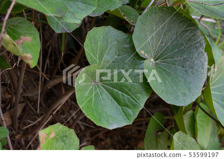 Tsuwabuki Tsuwabuki 53599197