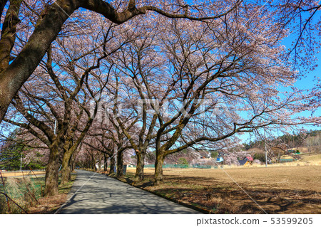 ■ Shinohara cherry blossom trees ■ Full bloom cherry blossoms ■ Yamanashi Prefecture Hokuto city Takekawa town Shinohara 53599205