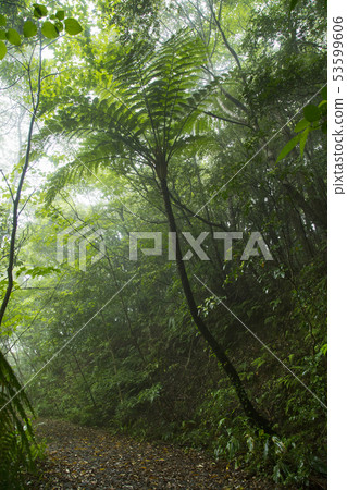 Amami Oshima Kimushiro Primitive Forest 53599606