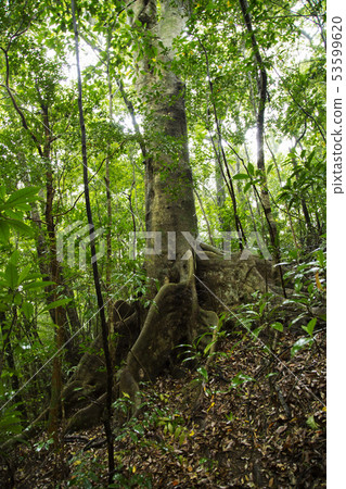 Amami Oshima Kimushiro Primitive Forest Amami Oshima Kimushiro Primitive Forest 53599620