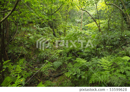 Amami Oshima Kimushiro Primitive Forest 53599628