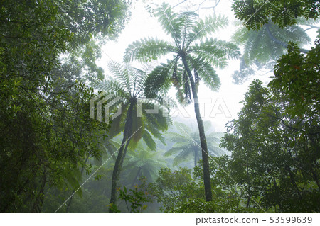 Amami Oshima Kinsakuhara Forest Hikagegego 53599639