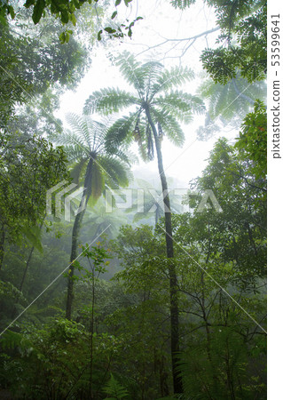 Amami Oshima Kinsakuhara Forest Hikagegego 53599641