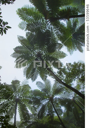 Amami Oshima Kinsakuhara Forest Hikagegego 53599646