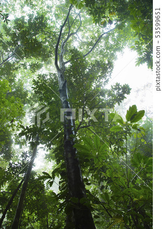 Amami Oshima Kimushiro Primitive Forest Amami Oshima Kimushiro Primitive Forest 53599651