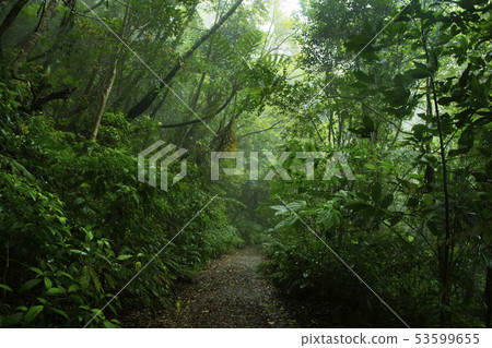 奄美大島Kimushiro原始森林 奄美大島Kimushiro原始森林 53599655