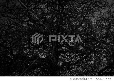 Dead tree and branch on white background. Black 53600366