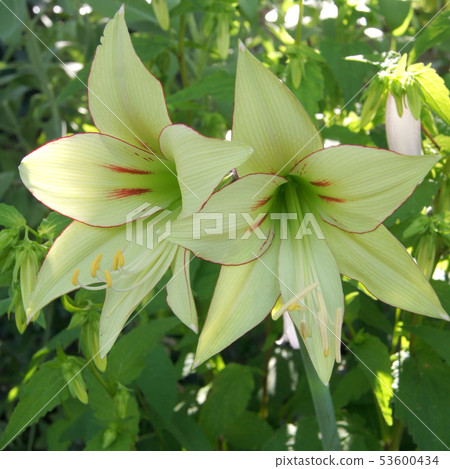 Yellowish green Amaryllis (Viri di Lascal) Yellowish green Amaryllis (Viri di Lascal) 53600434