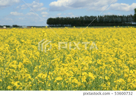 Rape blossoms 53600732