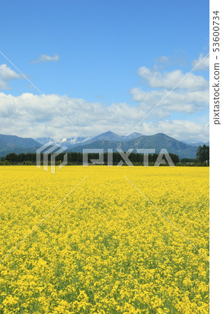 Rape blossoms vertical position 53600734