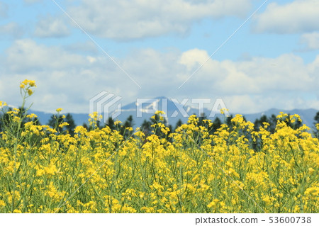 強姦開花與雪山 53600738