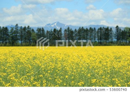 強姦開花雪山 強姦開花雪山 53600740