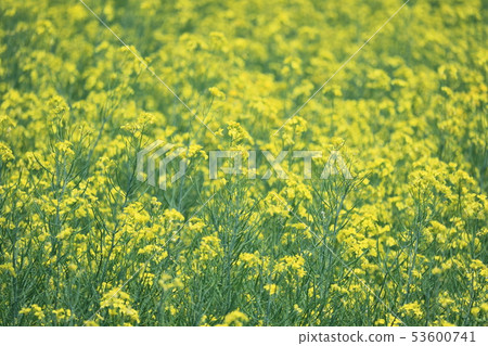 強姦開花的風景 53600741