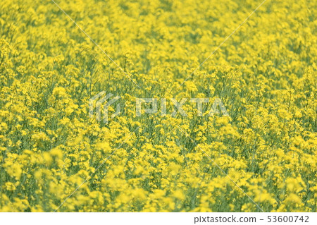 強姦花朵上傳 強姦花朵上傳 53600742