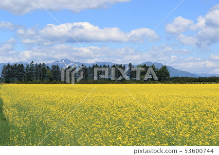 Landscape of rape blossoms Hokkaido early spring 53600744