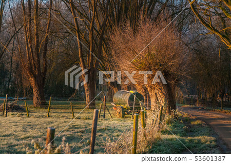 Water Tank among trees Water Tank among trees 53601387