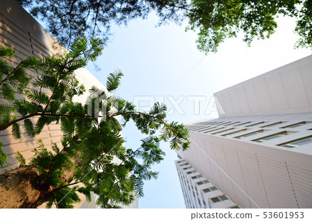 天空背景，葉子葉子 53601953