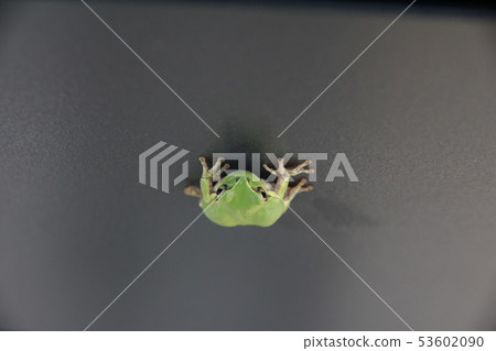 Tree frog 53602090
