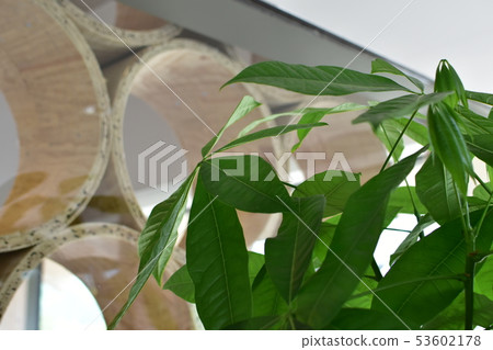 綠色和模式 53602178