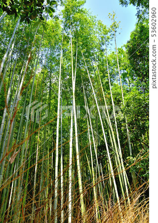 Kyoto Arashiyama Takebayashi 53602960
