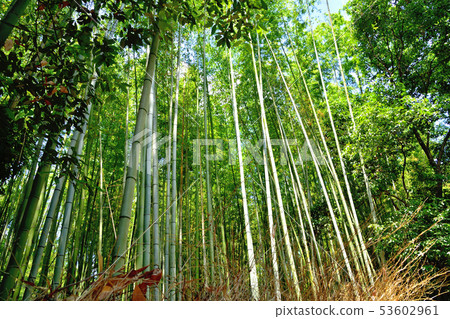 Kyoto Arashiyama Takebayashi 53602961