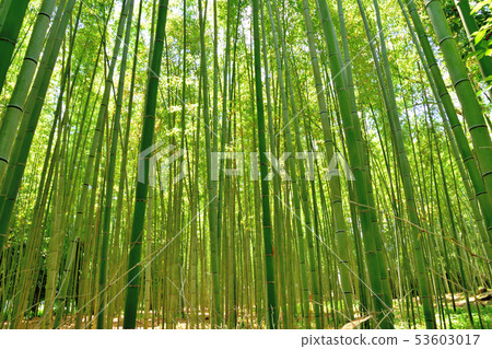 京都嵐山竹林 京都嵐山竹林 53603017