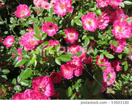 玫瑰（粉色） 53603180