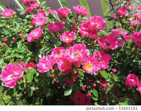 玫瑰（粉色） 53603181