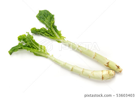 幹生菜 幹生菜 53603403